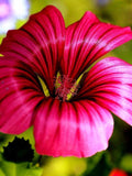 20+ MALOPE VULCAN Seeds - M Trifida / Cottage Gardens / Fresh Bouquets / Pollinator Friendly / Easy Grow Gardens / Rare Blooms flower spore