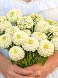 Easy to Grow Zinnia Seeds Ð Beginner Friendly Flower Seeds for Cut Flowers Ð Cream White Zinnia Oklahoma Ivory flower seeds