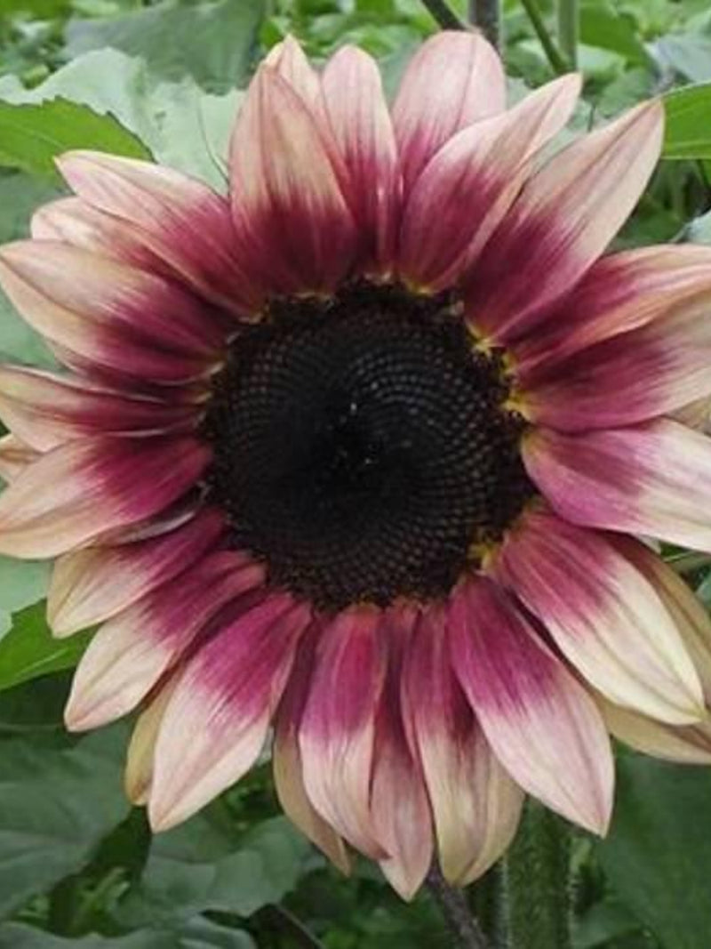 12+Procut Plum Sunflower Seeds - POLLEN FREE PINK ÔnÕ Plum F1 Sunflowers Seeds / Hybrid Sunflower Seeds / Easy - Procut Plum Sunflower Seeds seeds bulk