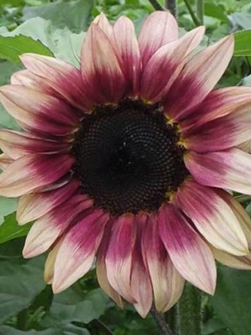 12+Procut Plum Sunflower Seeds - POLLEN FREE PINK ÔnÕ Plum F1 Sunflowers Seeds / Hybrid Sunflower Seeds / Easy - Procut Plum Sunflower Seeds flower spore