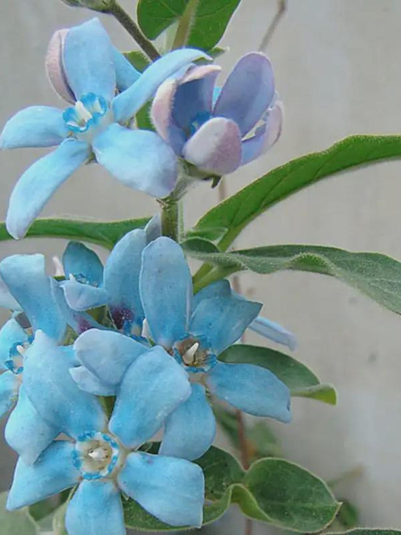 HEAVEN BLUE MILKWEED Tweedia Seeds - Rare Blue Milkweed / Blue Milkweed Vine / Tropical Milkweed Flower / Tweedia Caerulea Flower Seeds flower seeds