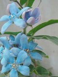 HEAVEN BLUE MILKWEED Tweedia Seeds - Rare Blue Milkweed / Blue Milkweed Vine / Tropical Milkweed Flower / Tweedia Caerulea Flower Seeds flower seeds