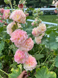 25+ Seeds Double Peach Gradient Hollyhock Seeds - Rare Perennial Flower, High Germination flower seeds