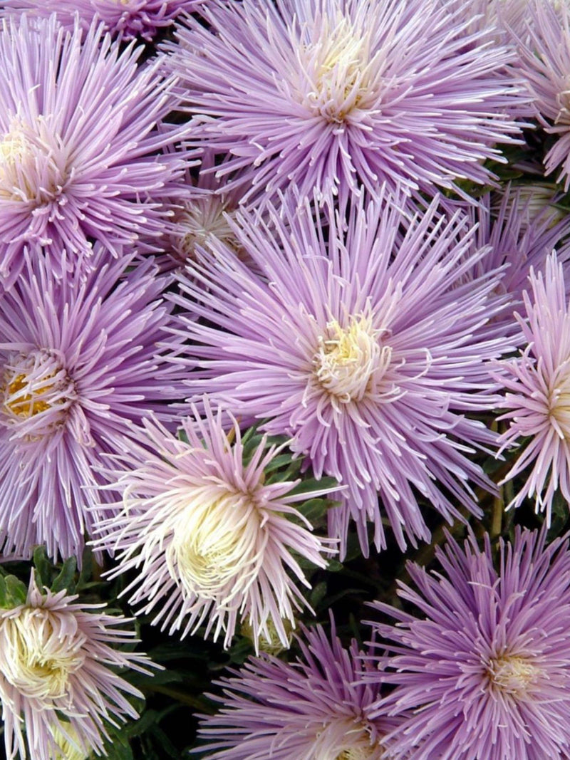Aster ÔStarlight Powder BlueÕ Flower Seeds, Cottage Garden, 50 Seeds flower seeds