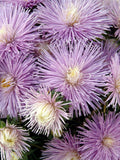 Aster ÔStarlight Powder BlueÕ Flower Seeds, Cottage Garden, 50 Seeds flower seeds