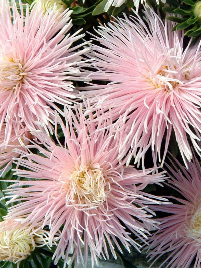 Aster ÔStarlight Light PinkÕ, Callistephus chinensis, Needle like Flower Petals, Cottage Garden, 50 Seeds flower seeds