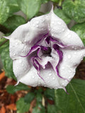 5+ DATURA BALLERINA MIX Seeds - D metel / Rare Trumpet Flowers / Moon Gardens / Hummingbird Flowers / Moonflower / Angels Trumpet flower seeds