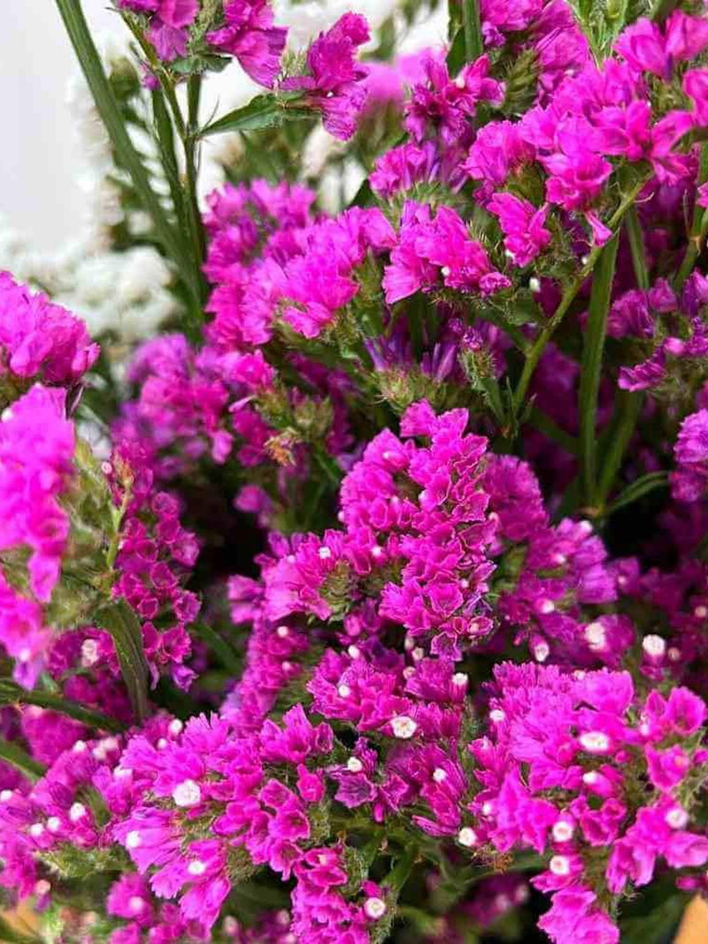30+ ROSE STATICE Seeds - Limonium sinuatum / Dried Flowers / Bouquets / Pollinator Friendly / FLOWER DELIVERY
