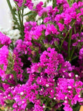 30+ ROSE STATICE Seeds - Limonium sinuatum / Dried Flowers / Bouquets / Pollinator Friendly / FLOWER DELIVERY