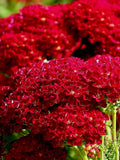 50+ ACHILLEA CASSIS YARROW Seeds - A millefolium / Red Yarrow / Dried Flowers / Fresh Cut Bouquet / Pollinator Friendly / flower seeds