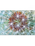 Rectangular Magnet: Make a Wish | Alameda, California flower spore