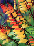 Climber, Spanish Flag - AKA Firecracker Vine flower spore