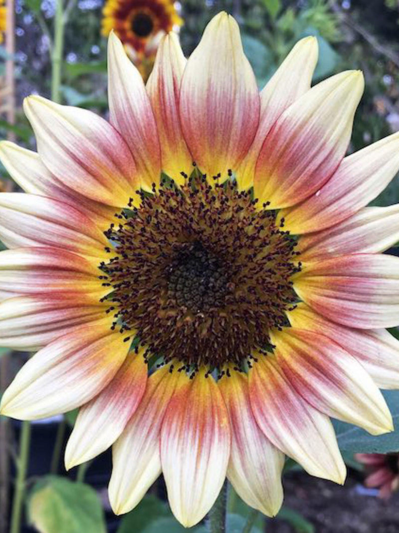 Sunflower ÔGypsy CharmerÕ, Helianthus annuus, Cottage Garden, Cut flower Garden, 15 Seeds flower seeds