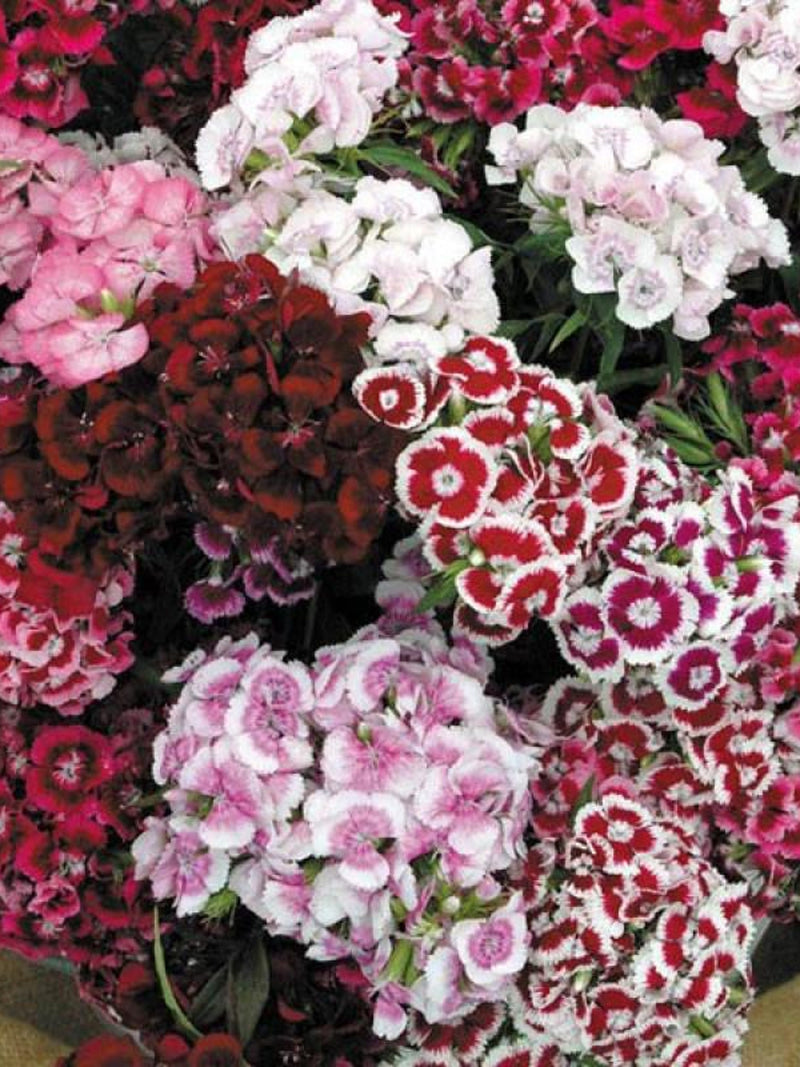 Dianthus, Super Duplex Mix flower spore