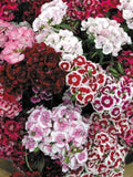 Dianthus, Super Duplex Mix flower spore