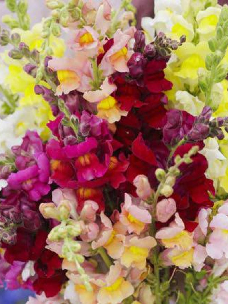 Snapdragon Rainbow Mix Flower Seeds, Cottage Garden, Antirrhinum majus, Cut Flower Arrangement, 100 Seeds seeds bulk