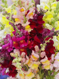 Snapdragon Rainbow Mix Flower Seeds, Cottage Garden, Antirrhinum majus, Cut Flower Arrangement, 100 Seeds seeds bulk