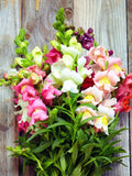 Snapdragon Rainbow Mix, Cottage Garden Flower, Antirrhinum majus, 100 Seeds seeds bulk