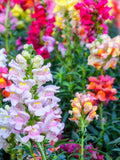 Rainbow Snapdragon Flower Seeds | Antirrhinum majus, Cut Flowers, Hummingbird Friendly flower seeds