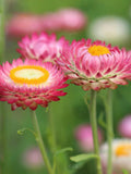 Rose Strawflower Seeds for Cottage Garden, Cut Flower Arrangements, 50 Seeds flower seeds