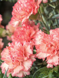 40+ Orange Sherbet Carnation Flower Seeds / Dianthus Flower Seed / No GMO / Dianthus caryophyllus / Scented  Fragrant/ (143) F flower seeds
