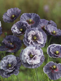 Grey Poppy Seeds Ð Unique Mauve Shirley Poppies (50 or 100 Count) flower seeds