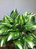 Artificial Hosta Plant Ð 2PCS Faux Halcyon Hosta faux plants