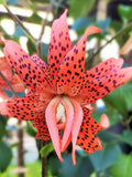 Lily bulbs Lily Lilium lancifolium Flore Pleno flower spore