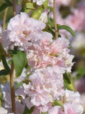 Clarkia Appleblossom Seeds, Delicate Pink Cottage Garden Flower, 100 Seeds flower seeds