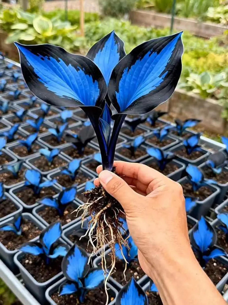 300 Rare Blue Heart Hosta Seeds Ð Midnight Shade Garden Perennial FLOWER DELIVERY