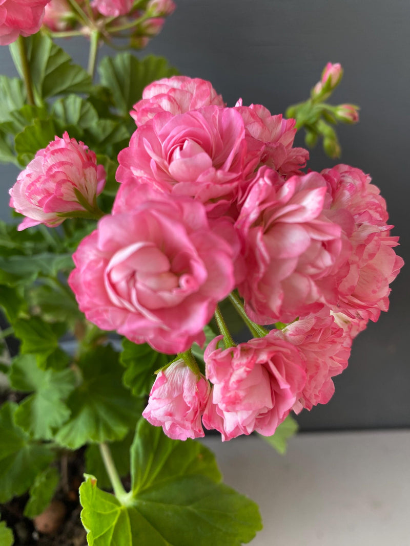 Pink double rosebud geranium flowers with green leaves cluster