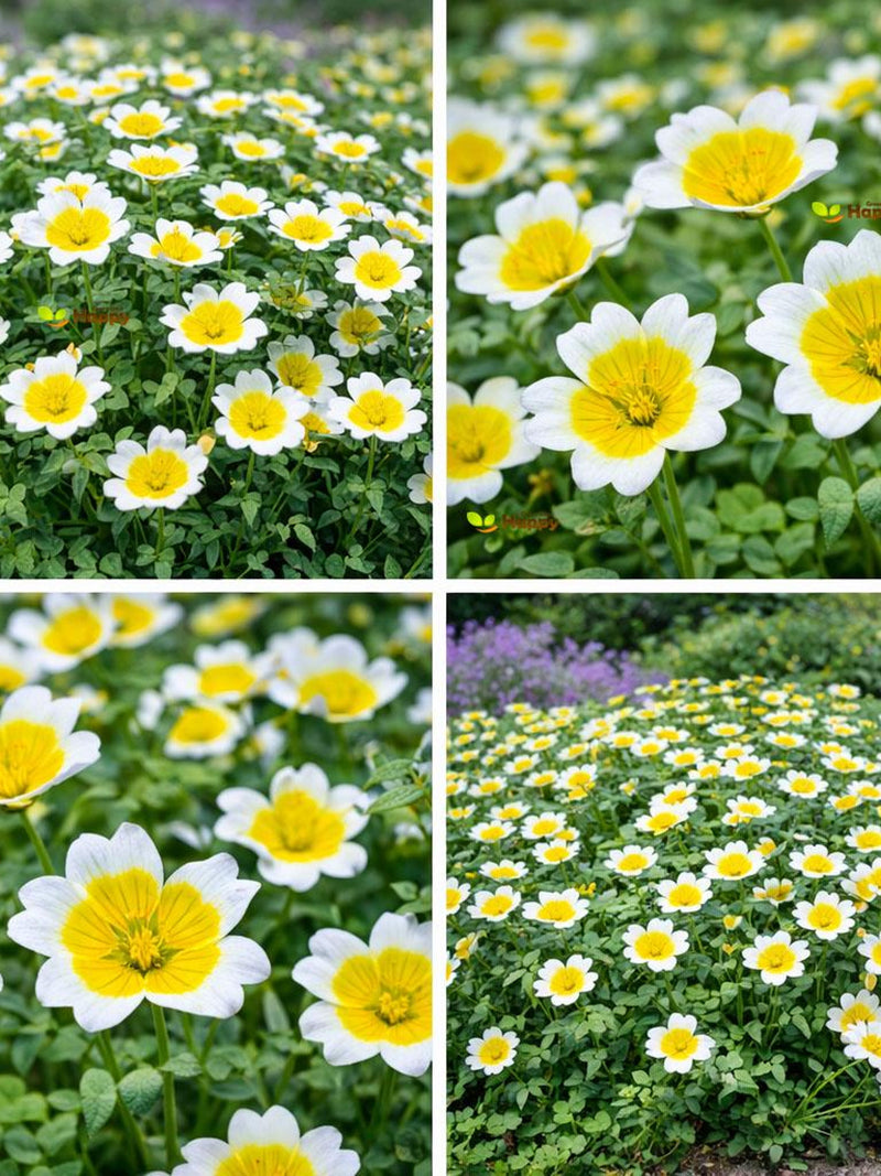 POACHED EGG PLANT - 350 seeds - Limnanthes douglasii - Annual Flower flower seeds