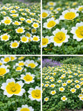 POACHED EGG PLANT - 350 seeds - Limnanthes douglasii - Annual Flower flower seeds