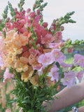 25+Chantilly Mix Snapdragon Seeds: Ruffled Blooms, Cut Flowers, Frost Tolerant Annual flower spore