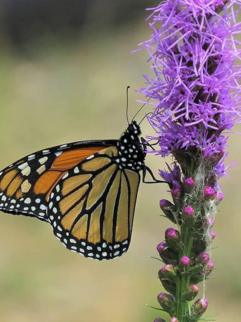15 or 25 Liatris Spicata seeds White or Purple flower spore