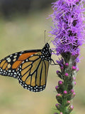 15 or 25 Liatris Spicata seeds White or Purple flower spore