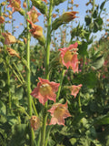 Peach Screamer Nicotiana Seeds Ð Hummingbird/Pollinator Flower (50+ or 100+ seed count) flower seeds