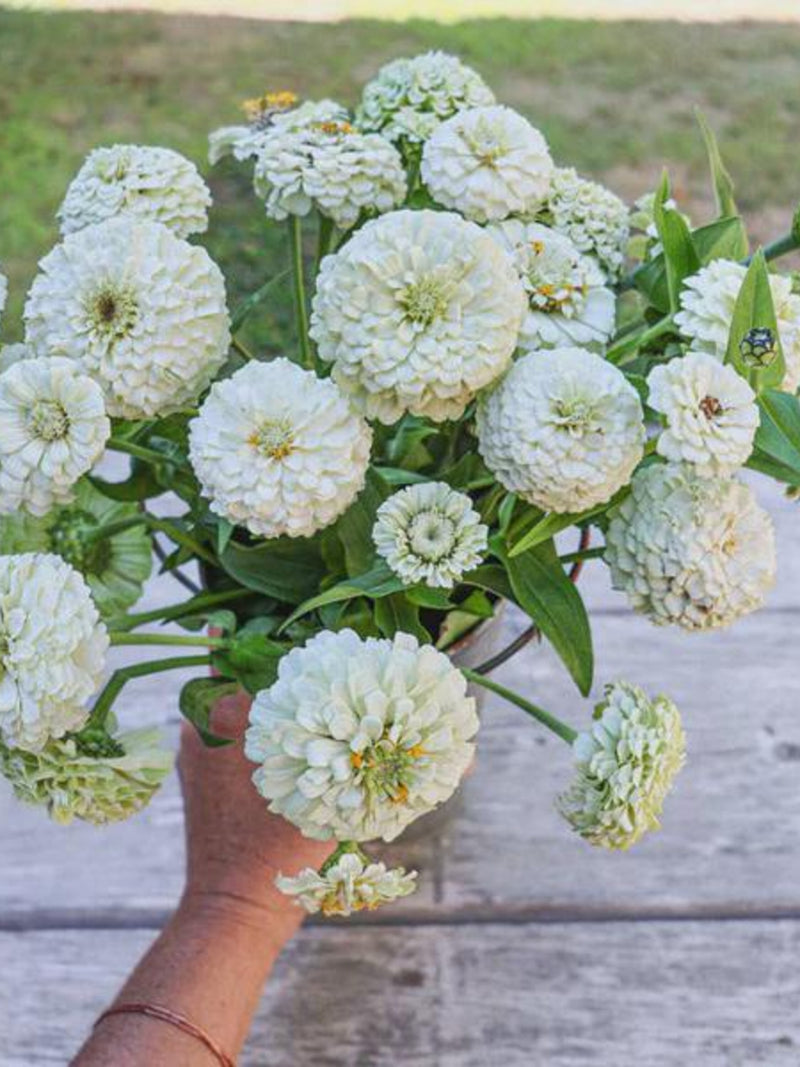 Pixie Easy White Flower Seed Collection/ Easy Direct Sow White Flower Garden/Easy Moon Garden 8 Seed Packs Included/ 2 Size Choices flower spore
