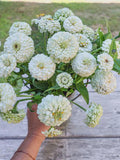 Pixie Easy White Flower Seed Collection/ Easy Direct Sow White Flower Garden/Easy Moon Garden 8 Seed Packs Included/ 2 Size Choices flower spore