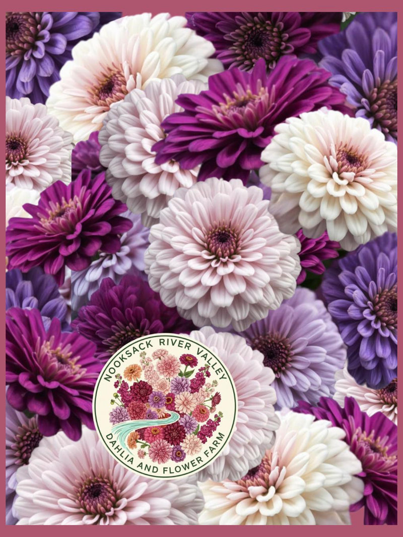 Blueberry Cheesecake Zinnia | Rare Bulk Cut Flower | Elegans Double Bloom Seeds seeds bulk