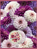 Blueberry Cheesecake Zinnia | Rare Bulk Cut Flower | Elegans Double Bloom Seeds seeds bulk