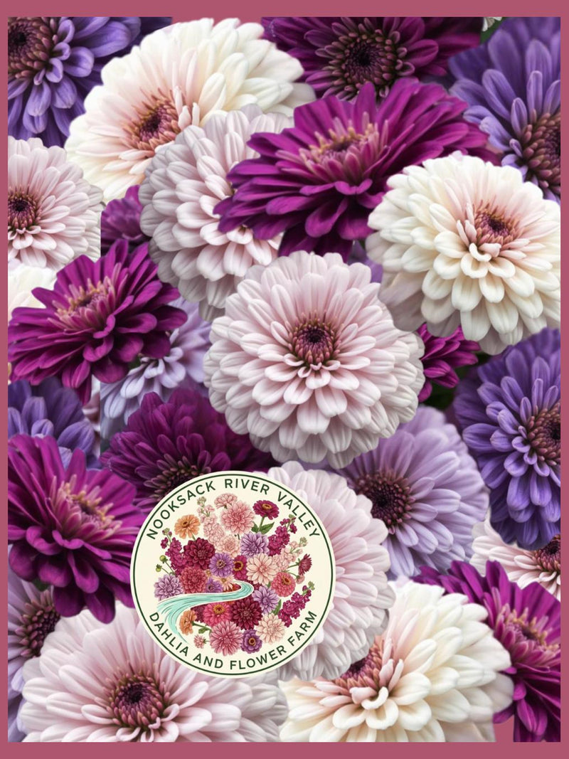 Blueberry Cheesecake Zinnia | Rare Bulk Cut Flower | Elegans Double Bloom Seeds flower seeds