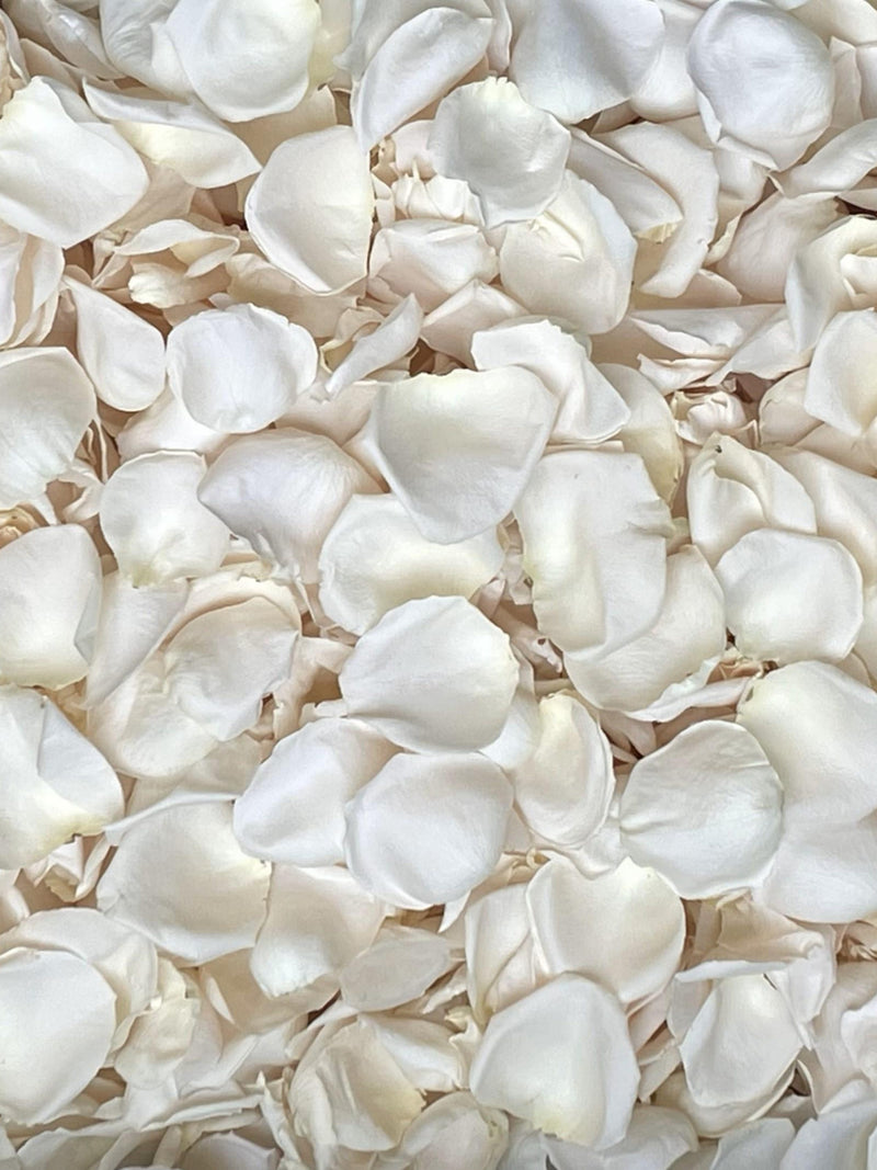 Rose Petals, Ivory, REAL freeze dried rose petals, All Natural and Biodegradable, Perfectly Preserved in the USA wedding flower