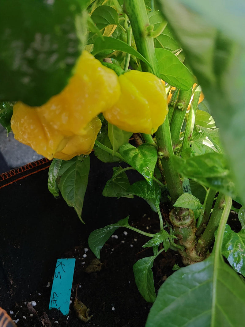 KS Lemon Starburst Pepper 15+ Seeds flower spore