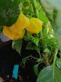 KS Lemon Starburst Pepper 15+ Seeds flower spore