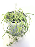 Rare Hoya Linearis: Indoor Tropical Wax Plant FLOWER DELIVERY