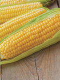 3 Pack Assortment of Open-Pollinated, Non-GMO Varieties  of Sweet Corn Seeds. seeds bulk