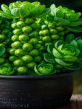 Brussels Sprouts Heirloom Mini Cabbage Brassica High Yield 1200 Plus Seed Bulk Pack seeds bulk