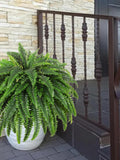 Artificial Boston Ferns Ð Large Realistic Fake Fern Plants (51 Inch with 66 fronds) faux plants