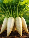 Daikon Radish Heirloom Long White Root Crisp Vegetable 500 Plus Seed Bulk Pack seeds bulk